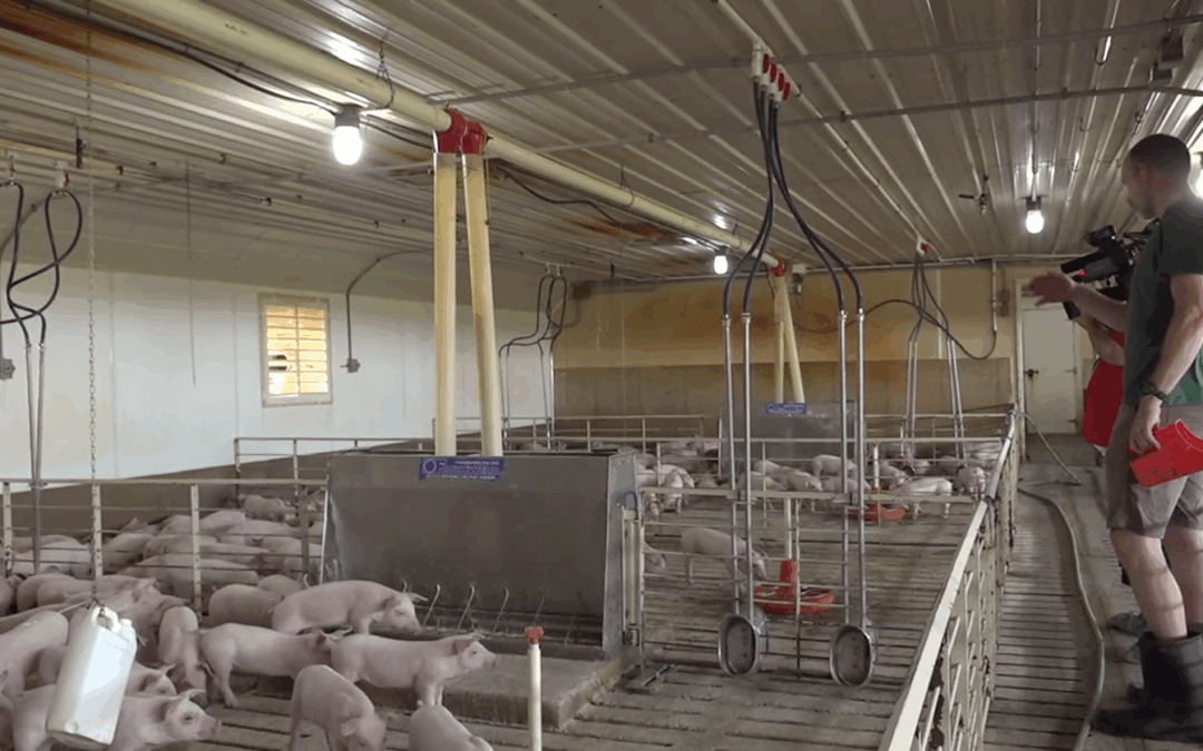 How a California law is impacting pork farmers in the Hawkeye State